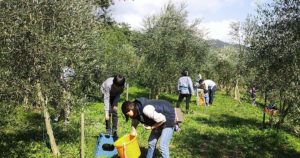 raccolta olio doma